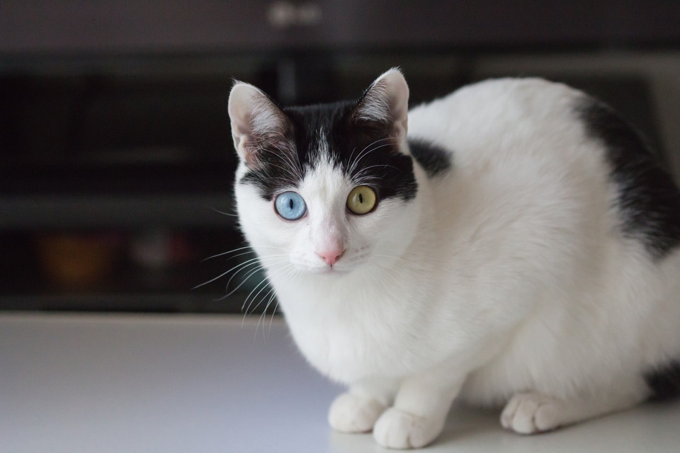 猫の目の色の種類まとめ