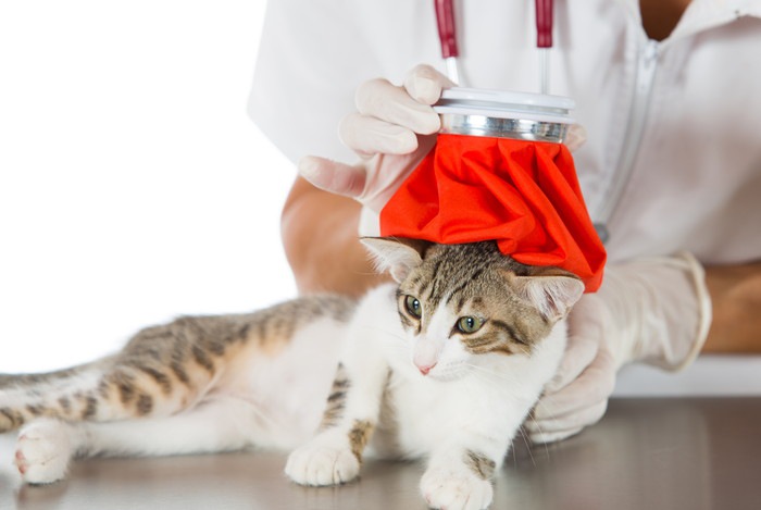 猫カリシウイルスとは？感染した時の症状や治療の方法