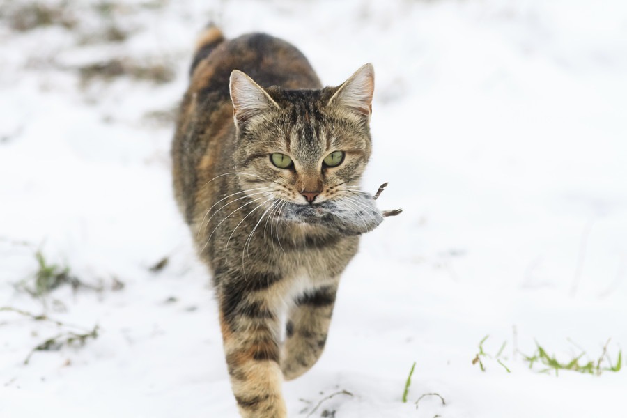 猫がネズミを狩る理由とその際の注意する点