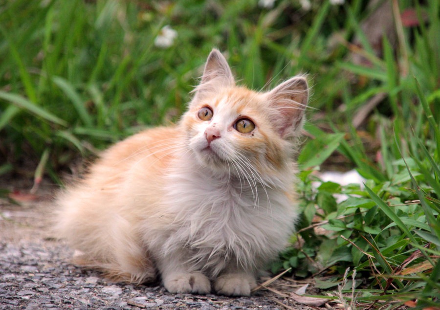 長毛の猫の種類や飼う際の注意点