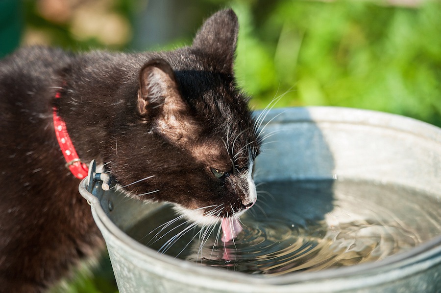 猫に水分補給をさせる５つの方法