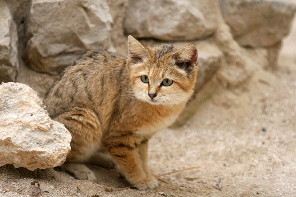 砂漠に住む野生の猫「スナネコ」