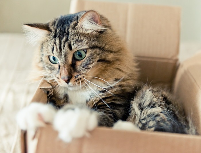 猫が箱を好きな３つの理由とは
