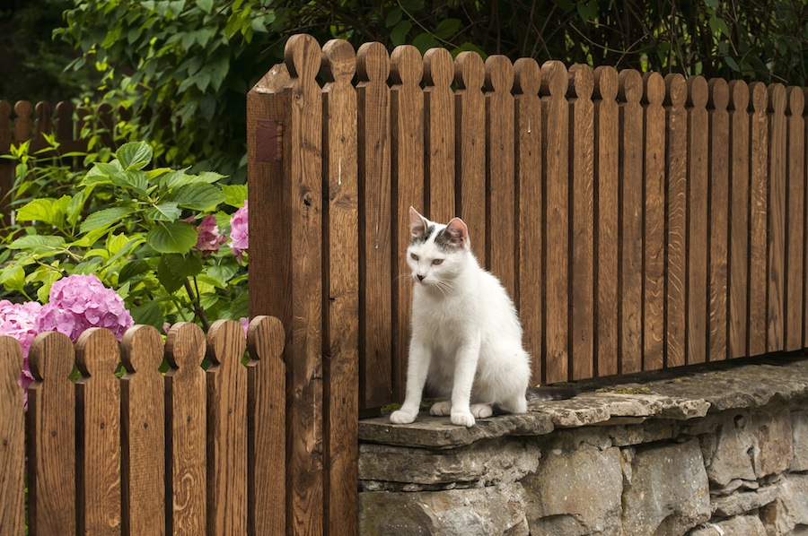 野良猫は何故庭や車に糞尿をするの？猫避けの対策方法