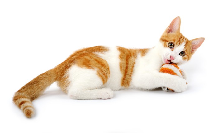 猫の種類と4つの品種の分類について | ねこちゃんホンポ