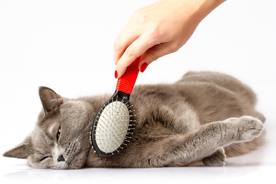 毛の量が多い猫にはどんなお手入れが必要？