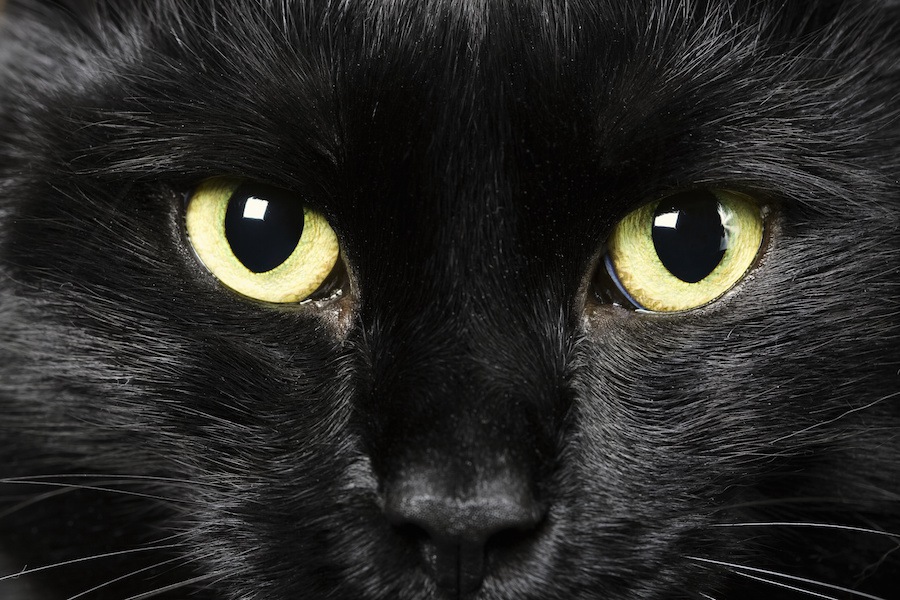 暗闇で猫の目が光るのはどうして？知らなかった目の事