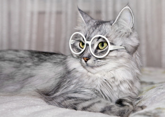 猫の知能指数とその特徴について
