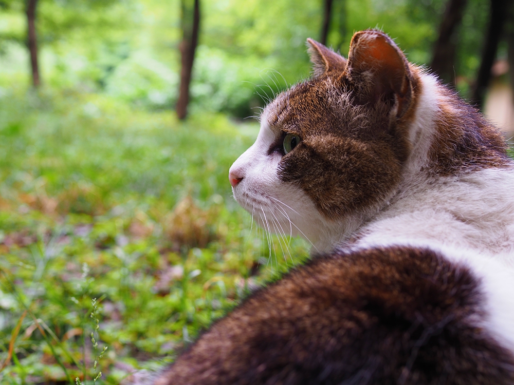 猫が外耳炎になった時の症状や予防策、治療の方法について