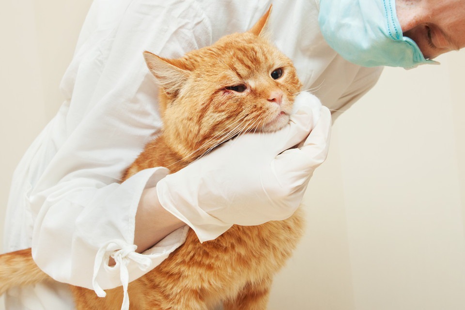 猫がよだれを垂らす原因と考えられる病気や対処法