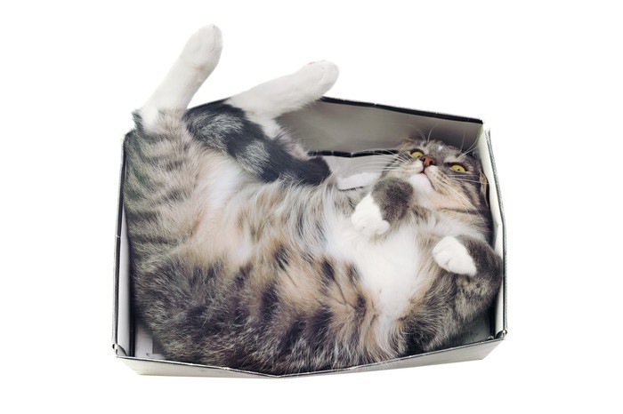 猫が箱を好きな理由と落ち着ける空間の作り方