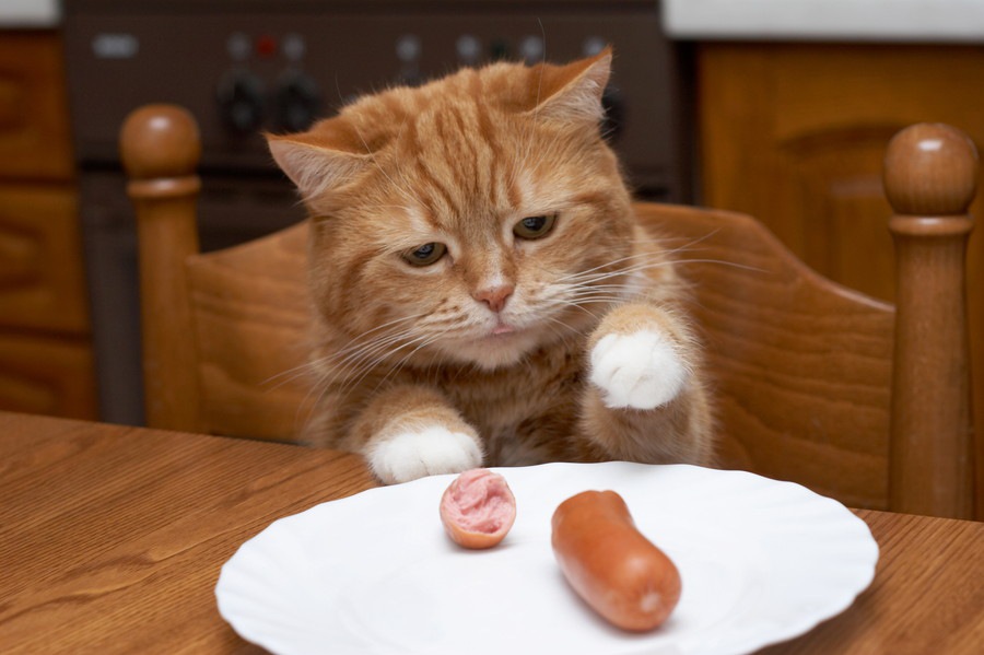 猫にソーセージを与えてはいけない理由と食べたときの対処法