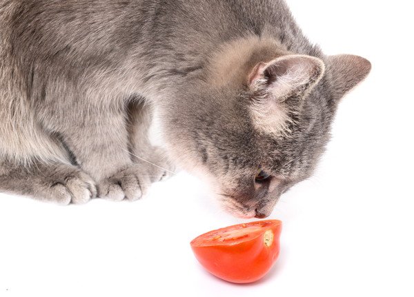 猫はトマトを食べても大丈夫？与え方の注意点、与えてもいい量を解説