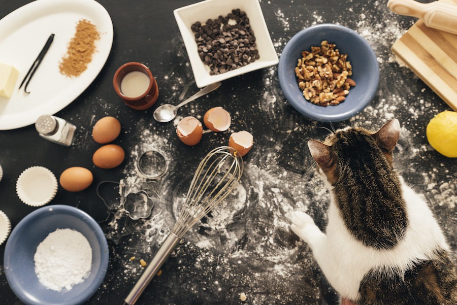 猫が空腹な時の5つのサインと対策