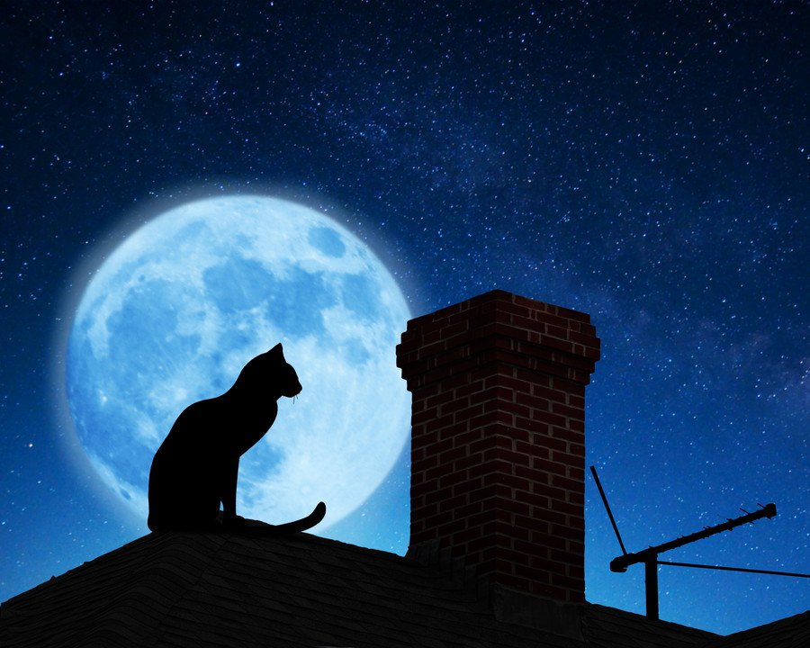 猫と月には深い関係が？満月、新月で行動が違う事も