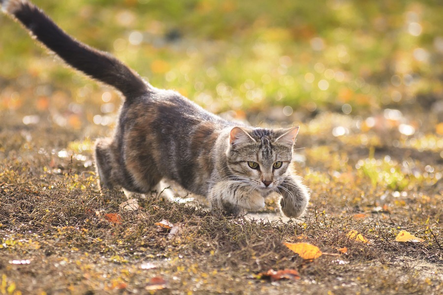 猫の足の速さは時速48キロ！猫種の違いや他のネコ科との比較