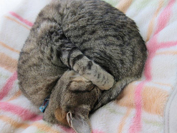 猫が顔を隠す仕草（ごめん寝）をする5つのサイン