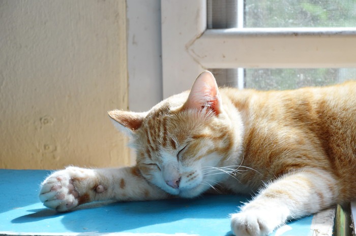 猫に日光浴は必要？効果と正しい方法