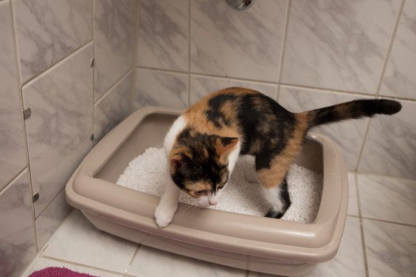 猫のトイレのしつけ方、トレーニングの方法