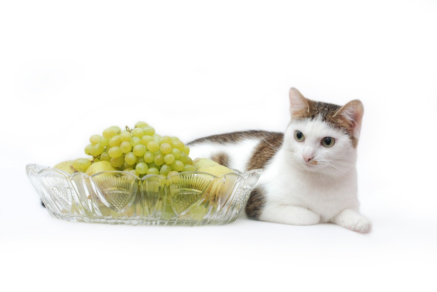 猫にレーズンを食べさせてはいけない理由と対処法