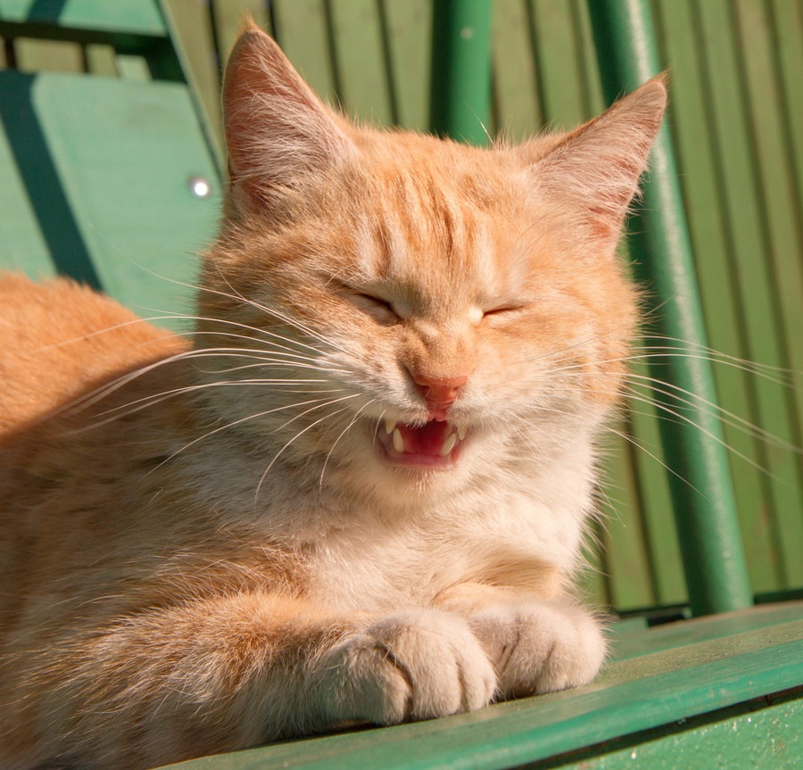猫の咳からわかる意外な原因…セカンドオピニオンの大切さ