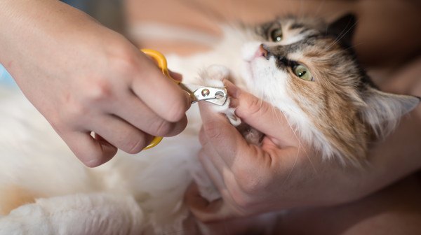 猫の爪が痛い時の３つの対処法や爪切りの方法