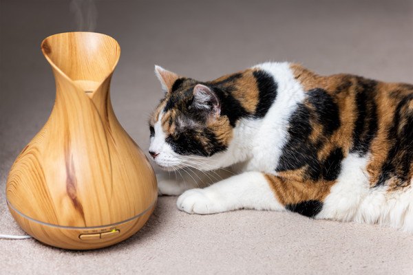 猫の静電気を防止する４つの対策