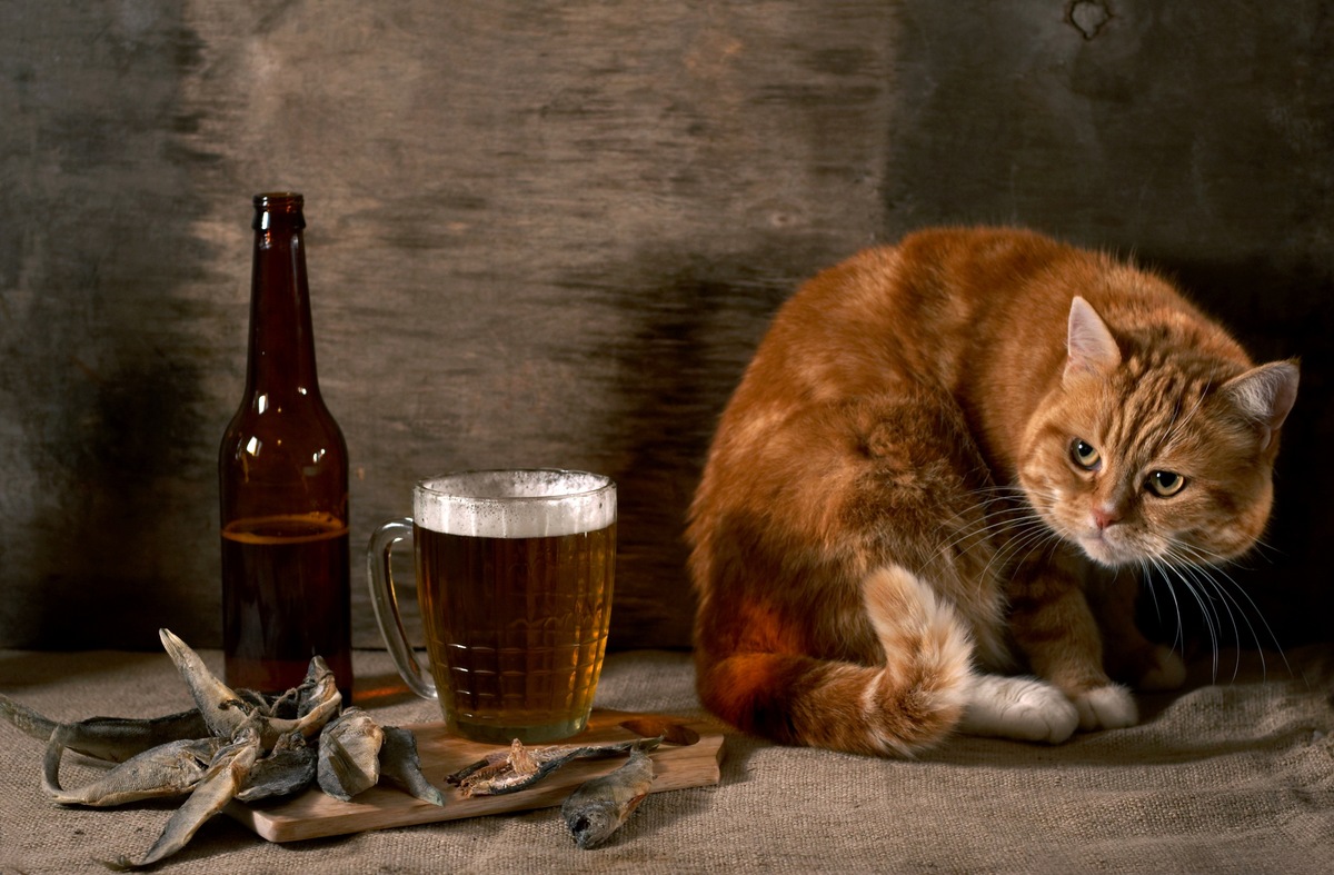 猫にビールを絶対に与えてはいけない理由とは！