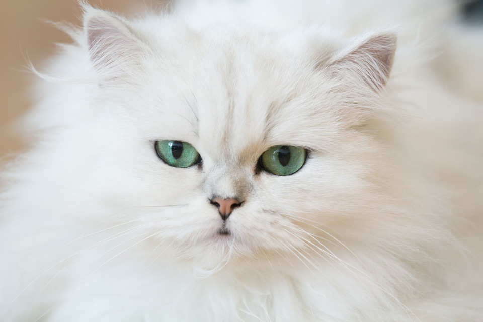 ペルシャ猫の特徴と性格、その毛色について