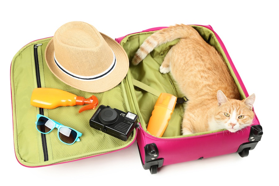 猫と旅行！泊まれるホテルやお出かけの時の注意点