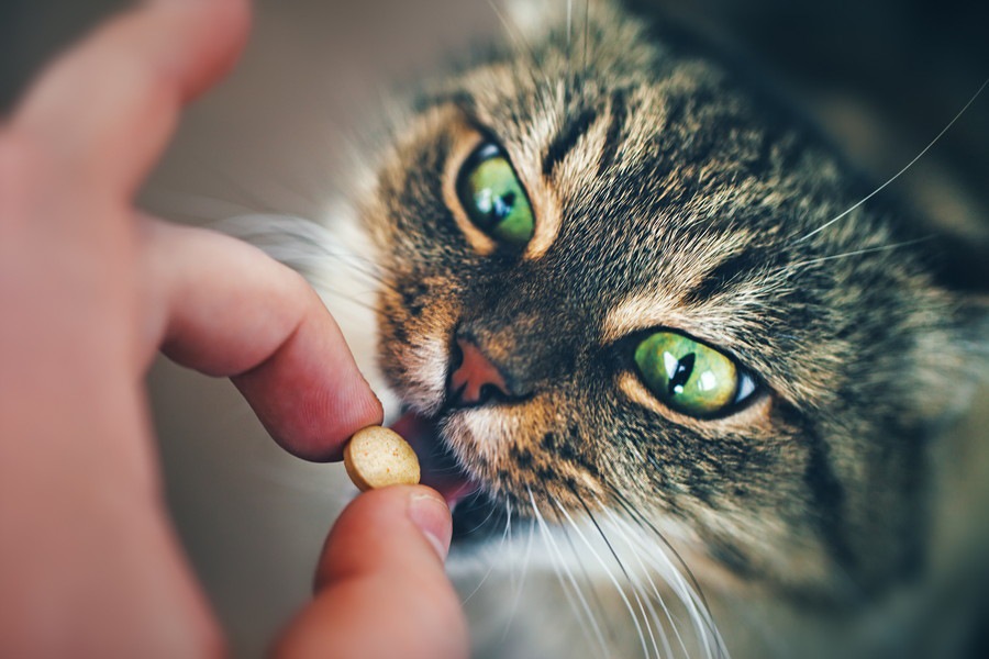 猫のクリプトコッカス症の症状と原因、その治療法