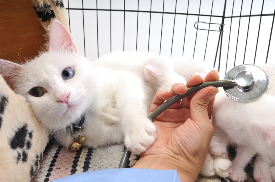 猫専門の動物病院の特徴とは？