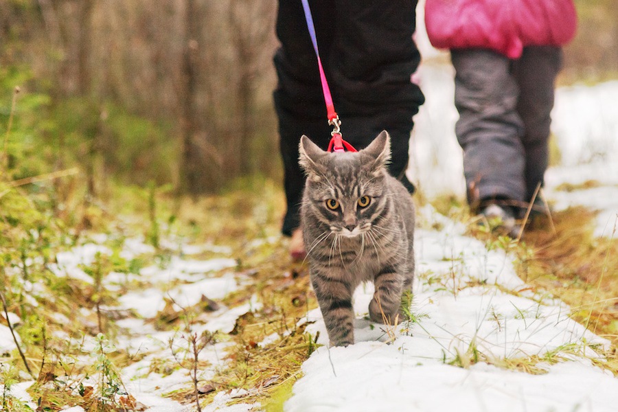 運動不足やストレス発散に！猫ちゃんとお散歩に行ってみよう！