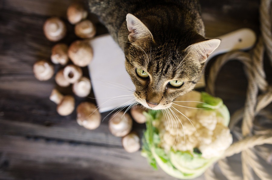 猫にレタスを食べさせても大丈夫？与え方や与える時の注意点を解説