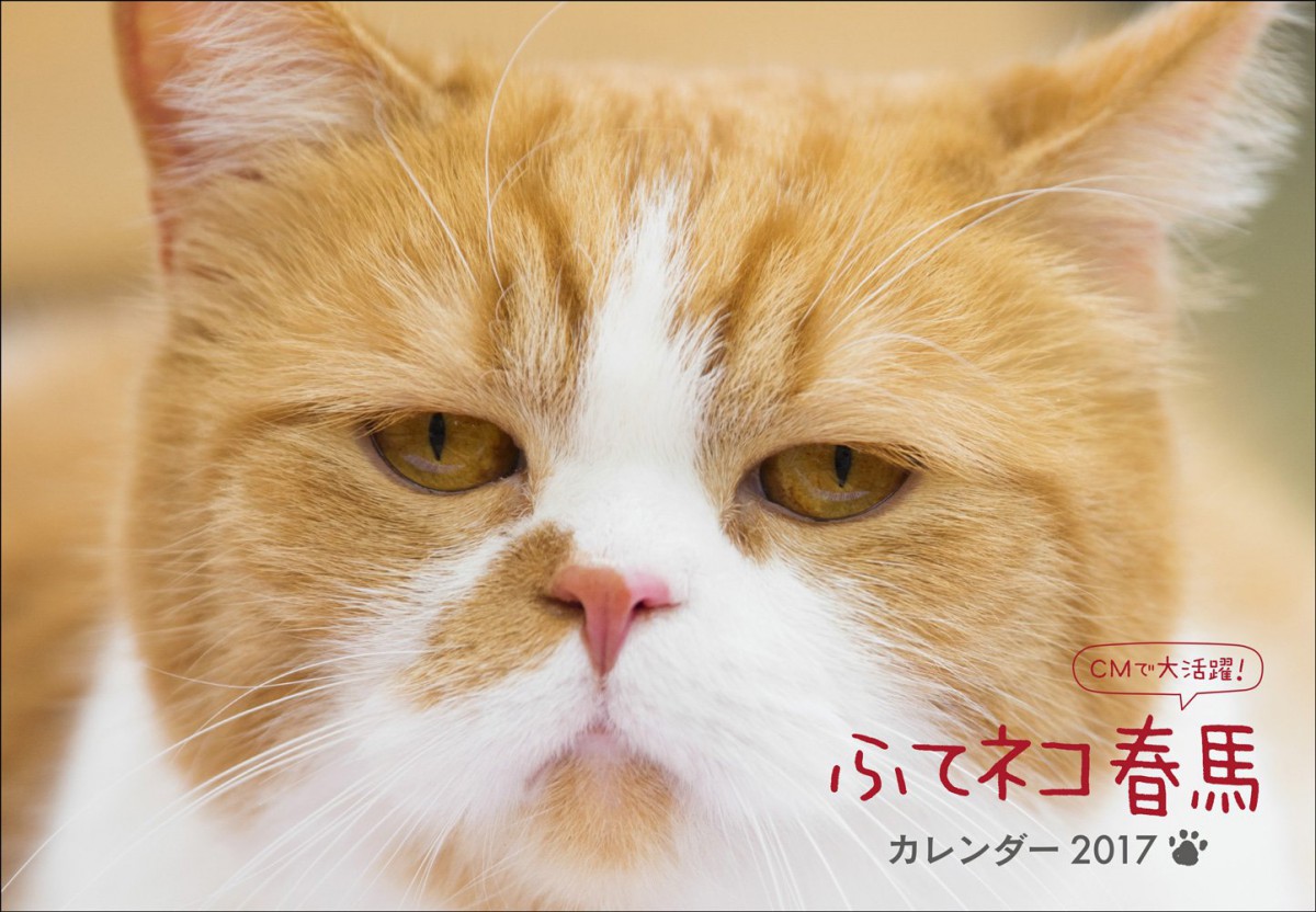 ワイモバイルCMの猫が可愛い！名前や種類について