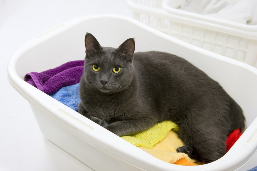 洗濯ネットは猫に万能！便利な5通りの使い方