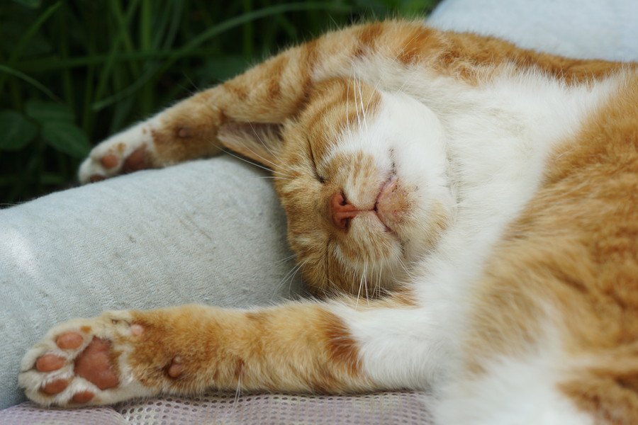 猫ちゃんのいびきの原因を知ることで病気がわかる？すぐできる対策を紹介