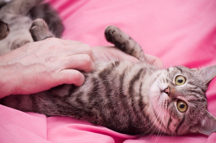 猫の乳腺炎の症状や原因、治療の方法について