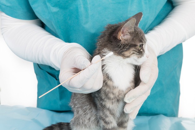 猫がアレルギー性の皮膚炎になる原因と症状、治療の方法