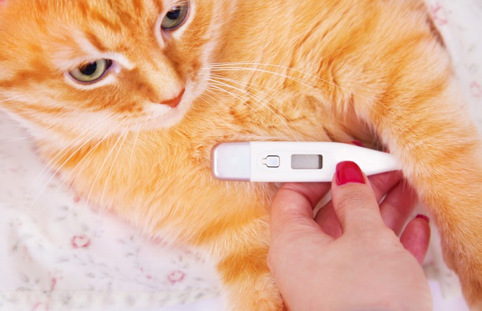 猫の平熱は人より高い！正しい体温の測り方と熱がある時の対処法