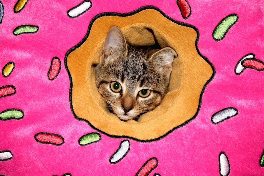 猫のエリザベスカラーにはドーナツ型がおすすめ！利点やおすすめ商品