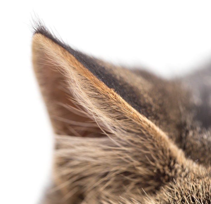 猫の耳垢が茶色い時に考えられる3つの原因や病気