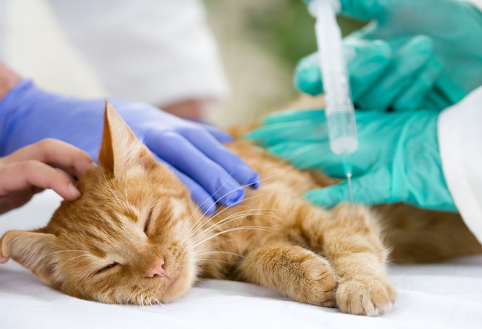 猫にワクチンが必要な理由とその種類