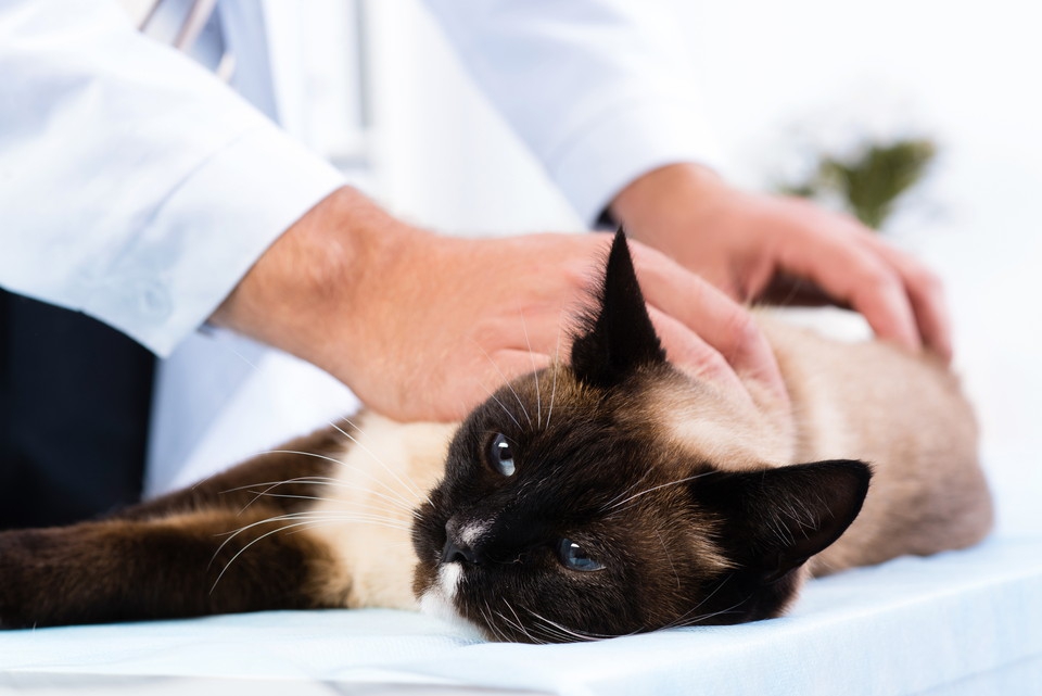 猫がてんかんになる原因と症状、治療や対処法まで