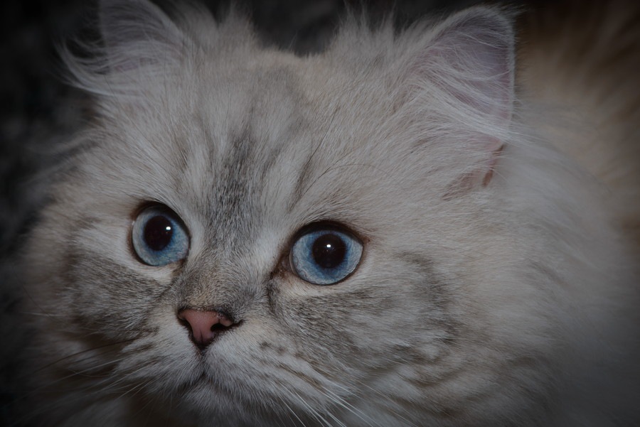 猫種ナポレオン（ミヌエット）の特徴と性格について