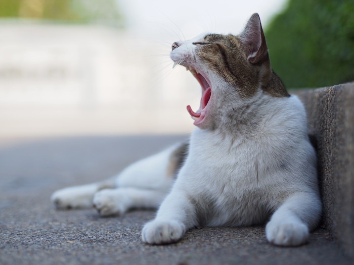 【世界にゃん事情】タイ・バンコクの猫たち
