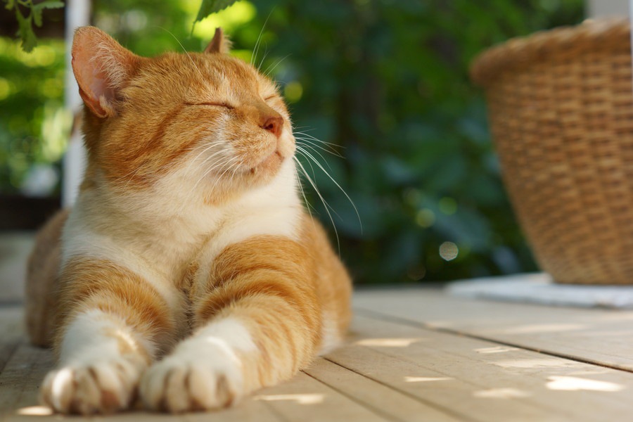 自由に外に出れる猫は幸せだと思いますか？
