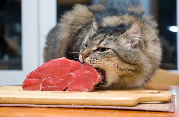 猫は肉食！肉と魚どっちが好きか実験してみた！
