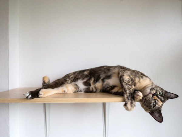猫が喜ぶ壁面を使ったキャットウォークの作り方やおススメ商品