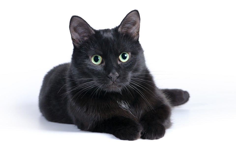 黒猫の性格の7つの特徴とその環境による変化